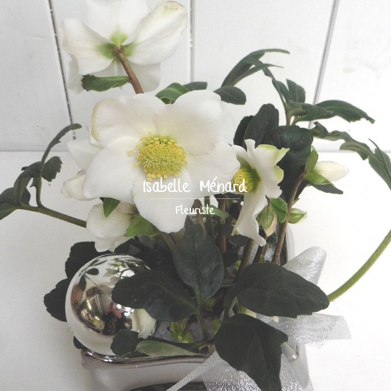 hellebore "rose de Noël" décorée