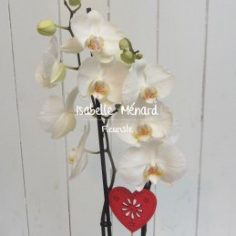 orchidée blanche et son coeur