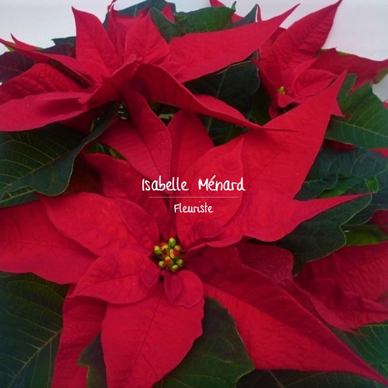 poinsettia "étoîle de Noël"