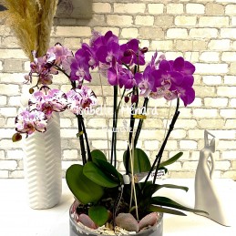 coupe d'orchidées colorées
