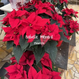 poinsettia "étoîle de Noël"