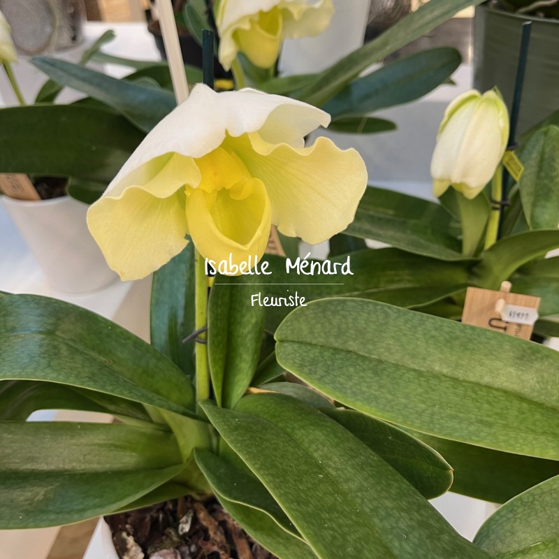 Orchidée "Sabot de Vénus" blanc